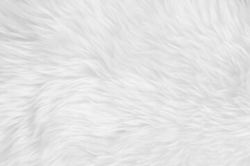Fototapeta na wymiar White clean wool texture background. light natural sheep wool. white seamless cotton. texture of fluffy fur for designers. close-up fragment white wool carpet.