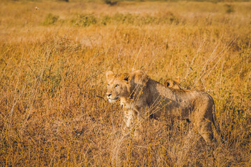 Animaux d'Afrique