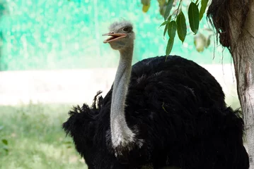 Fotobehang An ostrich is standing in a field. © kjohri