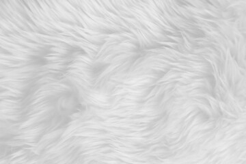 White clean wool texture background. light natural sheep wool. white seamless cotton. texture of fluffy fur for designers. close-up fragment white wool carpet.