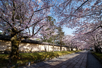 京都醍醐寺の参道に咲く満開の桜