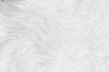 Fototapeta na wymiar White clean wool texture background. light natural sheep wool. white seamless cotton. texture of fluffy fur for designers. close-up fragment white wool carpet.