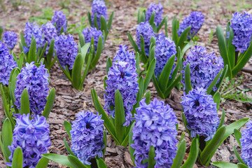 Naklejka premium Lots of blue Hyacinths with green spring close-up. Photo of a flower garden with bulbous early plants in the park in spring.