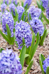 Obraz premium Delicate blue large hyacinths with green foliage close-up on the background of other plants. Photo with bulbous early plants in the park in spring.