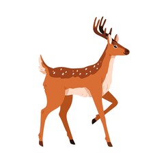 Spotted bambi deer standing with bent leg. Fawn, forest animal walking, side view. Cute graceful reindeer with antlers horns and sweet eyes. Flat vector illustration isolated on white background