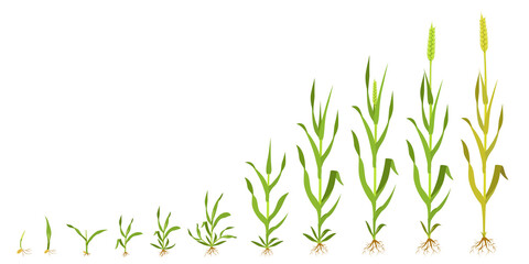 Growth wheat in stages. Infographics of grain germination.