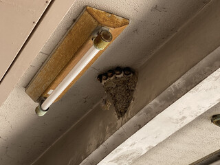 巣から顔を出す燕の子供たち