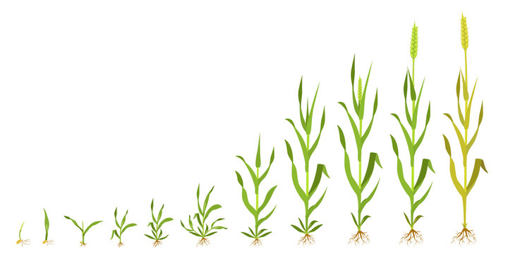 Growth wheat in stages. Infographics of grain germination.