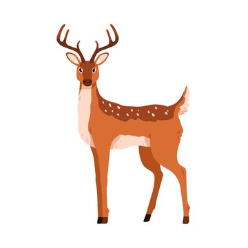 Cute deer portrait. Happy baby reindeer standing and looking. Graceful fawn. Adorable spotted bambi animal with antlers and sweet eyes. Colored flat vector illustration isolated on white background