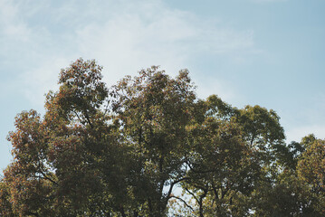 trees in the sky early spring