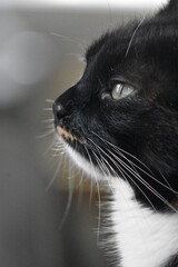 Chat Calico