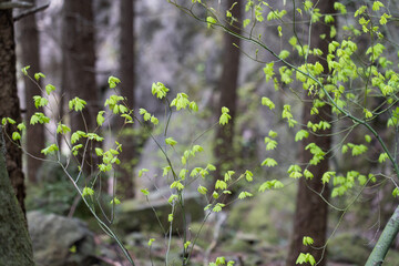 spring in the forest