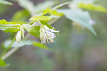 Fairy Bells flower in Washington State