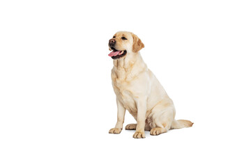 Portrait of beautiful Labrador Retriever dog isolated on white studio background. Looks happy, delighted. Concept of beauty, care, pet's love, dynamic.