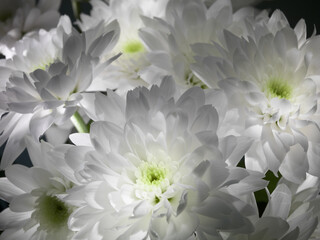 white chrysanthemum flowers