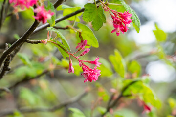 Red-flowering Currant