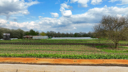 Bio farm farming agricultural garden farmer fruit tree drone aerial leaf kohlrabi spinach Spinacia...