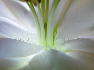 close up of a lily