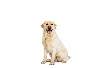 Studio shot of cute dog, cream color Labrador Retriever isolated on white studio background. Concept of motion, action, pet's love, dynamic.