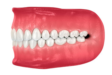 Healthy human teeth with normal occlusion. Dental 3D illustration