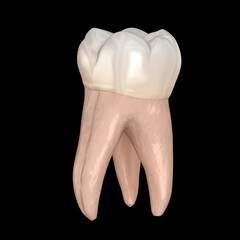Dental anatomy - First maxillary molar tooth. Dental 3D illustration