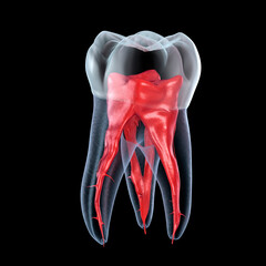 Dental root anatomy - First maxillary molar tooth. Dental 3D illustration