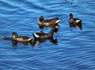 Common Moorhen found in Lago do Braço Morto in Imbé in Rio Grande do Sul, Brazil.