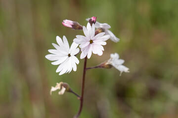 Wildflower in Oregon
