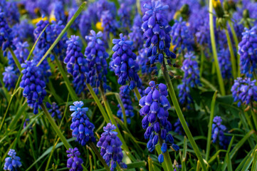 Fototapeta premium Armenian grape hyacinth, blue flowers of Muscari armeniacum