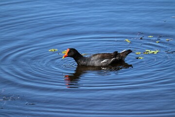 Photograph of a beautiful Adult Common moorhen, found in Lago do Braço Morto in Imbé in Rio Grande do Sul, Brazil.