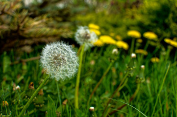 common dandelion, flower seeds, white ball