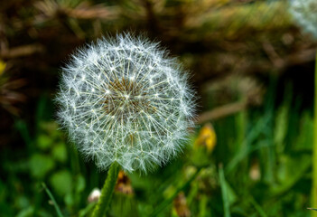 common dandelion, flower seeds, white ball