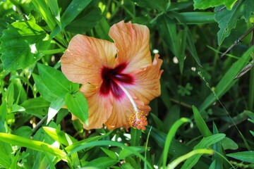 The beauty of the Hibiscus flower, a woody, fibrous shrub, up to 5 meters high.	