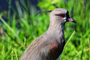 Photograph of a beautiful Southern lapwing, found in Lago do Braço Morto in Imbé in Rio Grande do Sul, Brazil.