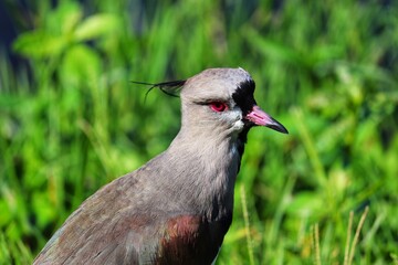 Photograph of a beautiful Southern lapwing, found in Lago do Braço Morto in Imbé in Rio Grande do Sul, Brazil.