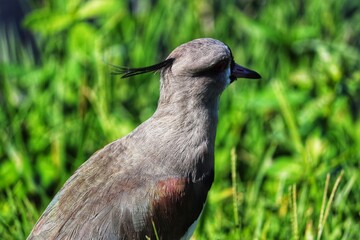 Photograph of a beautiful Southern lapwing, found in Lago do Braço Morto in Imbé in Rio Grande do Sul, Brazil.