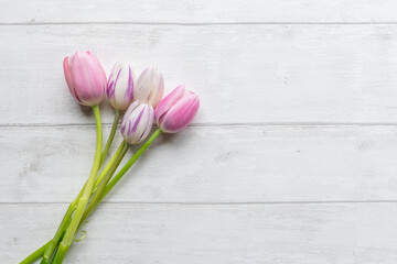 pink tulips on wooden background