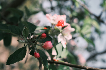 Blooming quince garden shrub, selective focus on the bud. Coral pink flowers of quince or Chaenomeles speciosa. Blurred background, wallpaper or postcard idea