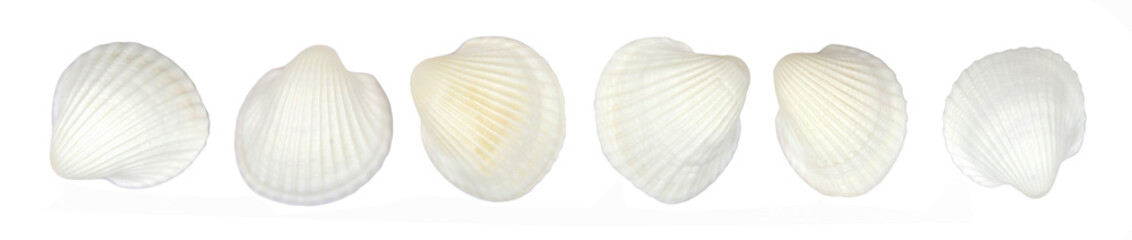 sea scallop shells, isolated white background.