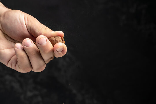 Male Hands Holding Tamarinds Set Beans In Shell On A Brown Butchers Block On A Dark Background, Tropical Healthy Fruits. Banner, Menu, Recipe Place For Text