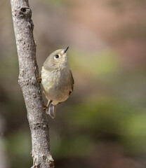 A Ruby-crowned Kinglet (Regulus calendula) on a tree with soft forest background
