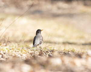 A spring background with an American Robin on sunlit 
grass