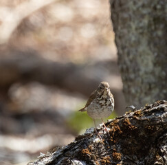 A Hermit Thrush (Catharus guttatus) in the forest vegetation in springtime
