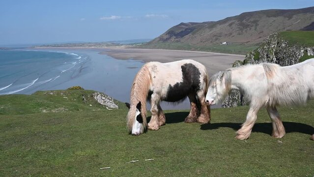Two Welsh ponies meeting at top of cliff above Rhossilil Bay