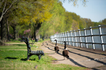 Goose - DC East Potomac Park