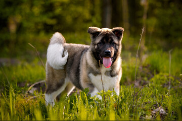 Portrait of a serious little dog