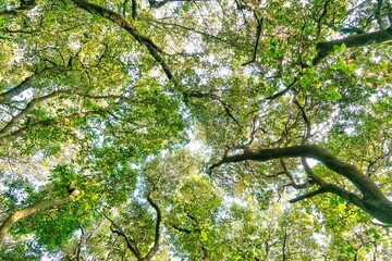 View of the under tree of a forest in spring