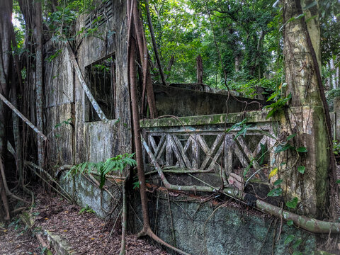 Jungle ruins  in Thomson Nature Park