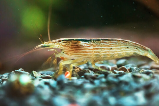 Macro shot of Freshwater Bamboo Shrimp. Atyopsis moluccensis.