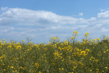 Beautiful shot of a yellow mustard plant field with cloudy sky